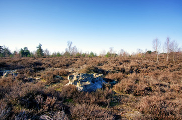 Coquibus heather land in Fontainebleau forest