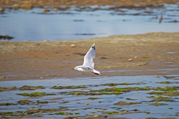 Plages et mouettes de l'océan atlantique Oléron