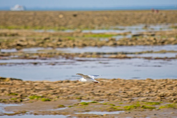 Plages et mouettes de l'océan atlantique Oléron