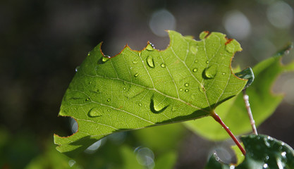 Close-up on one leaf of Judah tree (Cercis siliquastrum) whose edges have been nibbled by a caterpilar 
