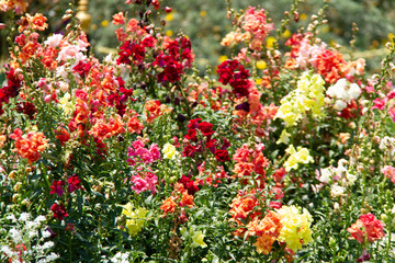 Naklejka premium red and yellow flowers