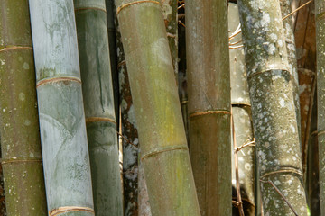 bamboo forest in thailand