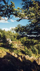 Fototapeta na wymiar Felsenlandschaft im Thüringer Wald