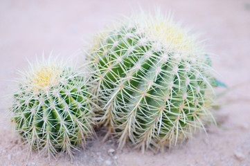 A large cactus growing in the sand