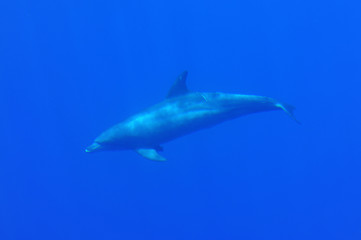 Dolphin swimming underwater in the sea