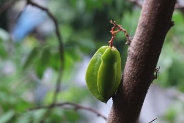 fresh statfruit growth in the tree