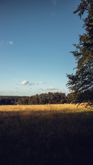 Waldwiese am Rennsteig