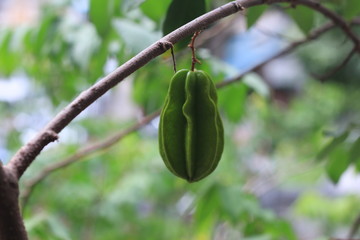 fresh statfruit growth in the tree