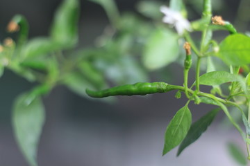 green ripe chillies in the garden