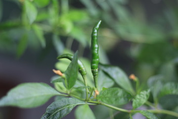 green ripe chillies in the garden