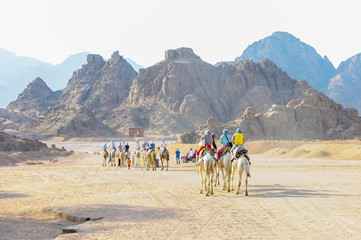 Journey in the desert on camels