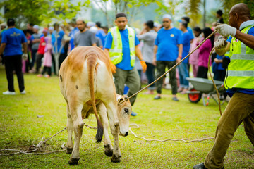 selangor , Malaysia August 11, 2019 - 
