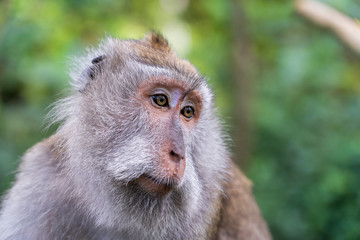 Wild monkey family at sacred monkey forest in Ubud, island Bali, Indonesia