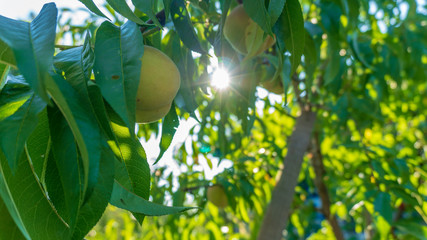 young peach on the tree close-up