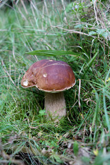 good edible white mushroom in the forest among grass and pine needles