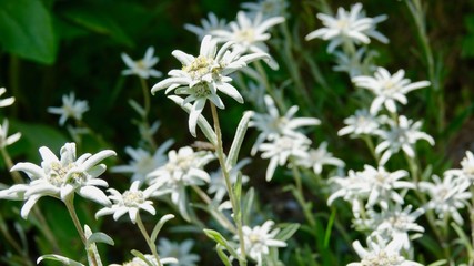 Edelweiß Blume, Blüten in den Alpen