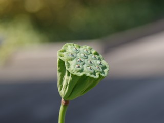 花が散った蓮