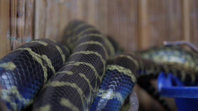 boa python crawls and wriggles