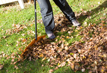 Raking leaves in autumn is a traditional maintenance work at home