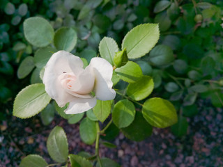 White roses in green leaves. Blooming roses in garden. Beautiful white flowers on blurry background. Copy space