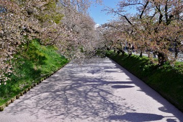 《弘前公園の桜》青森県弘前市