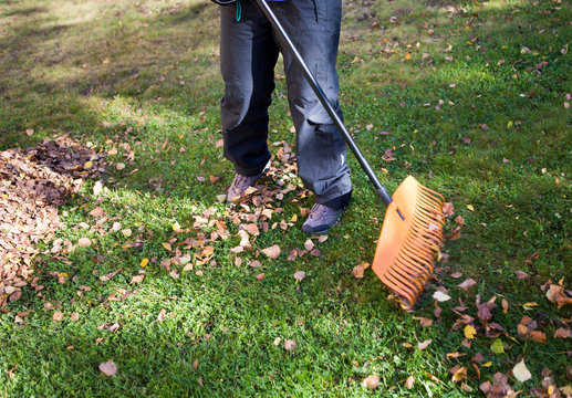 Raking leaves in autumn is a traditional maintenance work at home