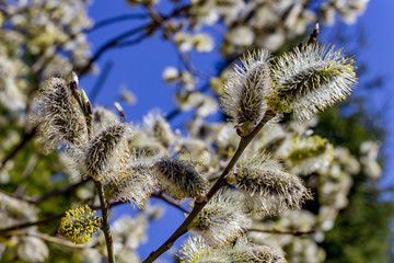 Willow buds blooming in early spring