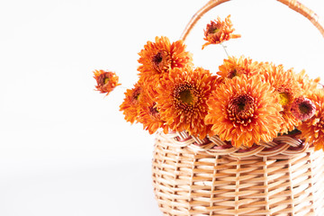 Orange flowers in basket on white background. Basket autumn of flowers. Fall concept. Autumn background, copy space