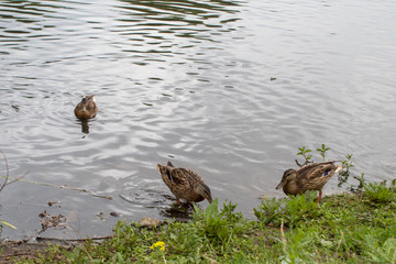 Wild ducks bask in the sun near the lake in summer day.