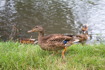 Wild ducks bask in the sun near the lake in summer day.