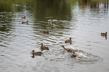 Wild ducks bask in the sun near the lake in summer day.