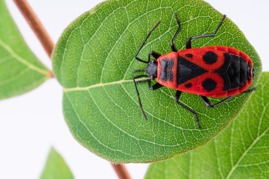 Pyrochroidae fire beetle on a leaf of a tree. close up, macro