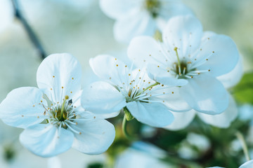 Cherry spring flowers