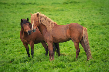 Two icelandic horses