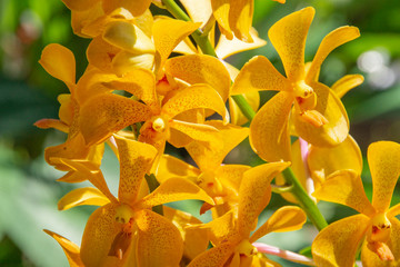 yellow orchids in the garden. a rare yellow orchid in a Singapore tropical garden. closeup of a...
