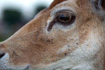 Head of a beautiful small, large-eyed female deer