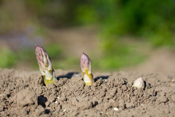 Spargelpflanzen