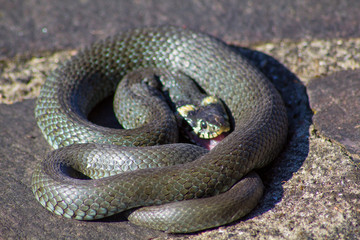 snake ringelnatter grass snake 