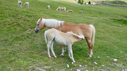 Naklejka na ściany i meble Halflinger Pferde in Südtirol, in den Bergen