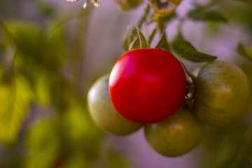 red and green tomato rote und grüne tomate
