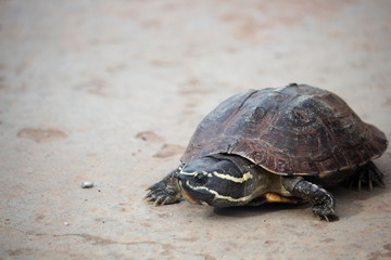 The little turtle is walking on a concrete road