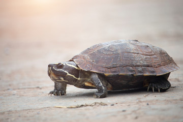 The little turtle is walking on a concrete road