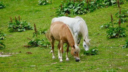 Naklejka na ściany i meble Halflinger Pferde in Südtirol, in den Bergen