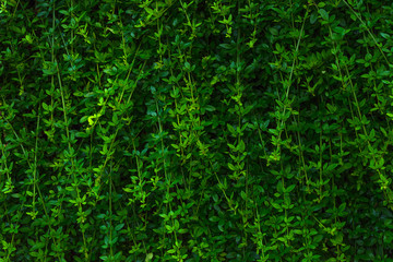 Abstract nature background and texture with green leaves pattern