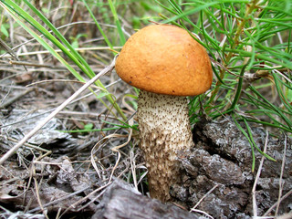 mushroom in the forest