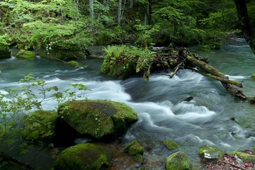 《新緑の奥入瀬渓流》青森県十和田市