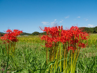 Red spider lily - Lycoris radiata - is bloom beside a paddy fields in Fukuoka 