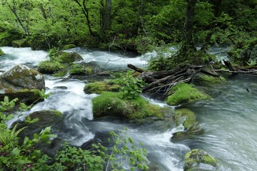 《新緑の奥入瀬渓流》青森県十和田市