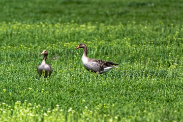 Fototapeta na wymiar gray goose 