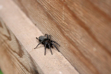 big black spider on a wooden background